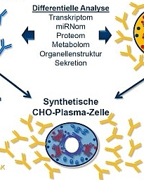 CHOmics | Von natürlichen Produktionszellen zur synthetischen CHO-Plasma-Zell Hybridfabrik für die biopharmazeutische Herstellung